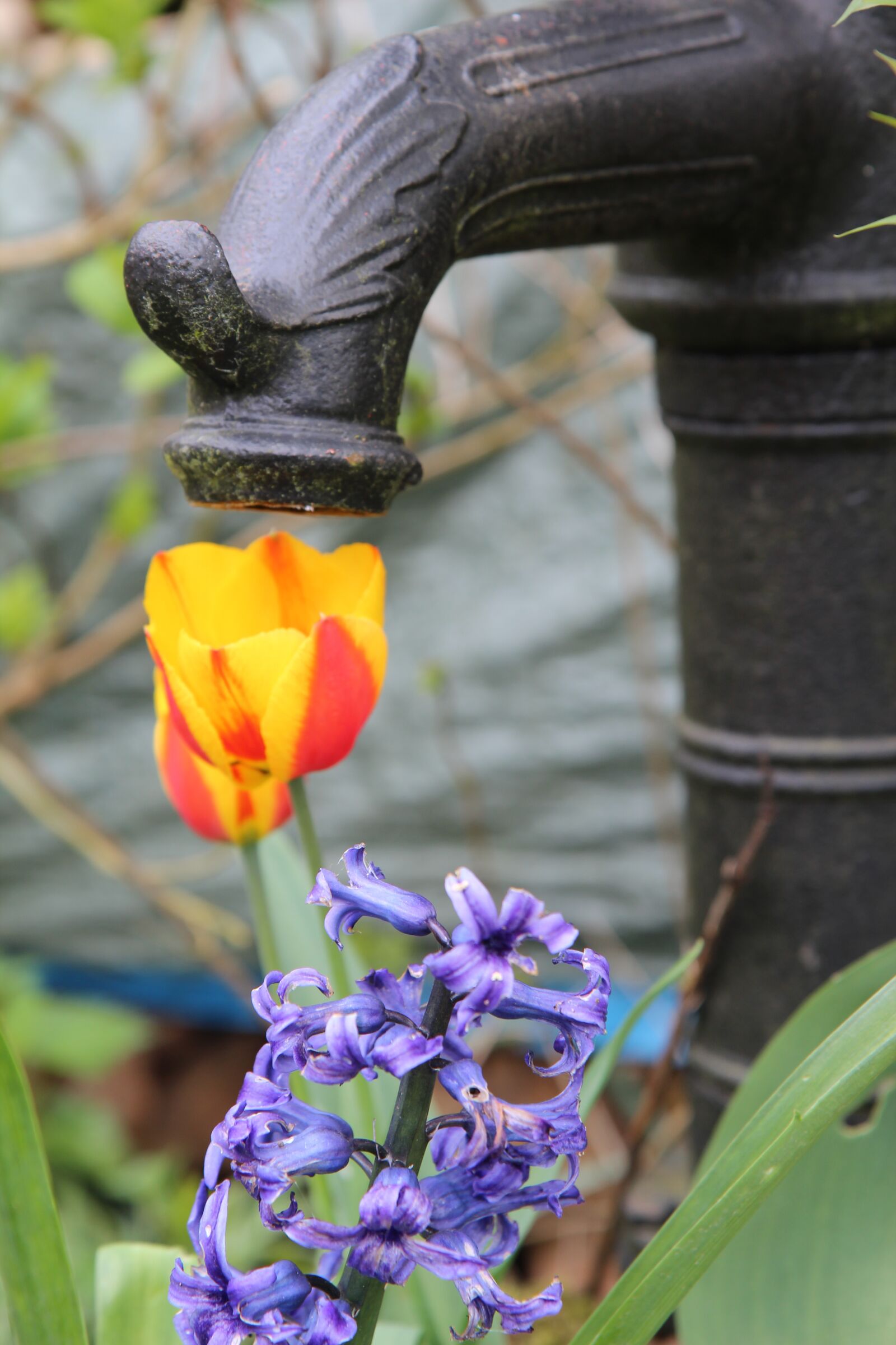 Canon EOS 600D (Rebel EOS T3i / EOS Kiss X5) sample photo. Pump, tulip, pump water photography