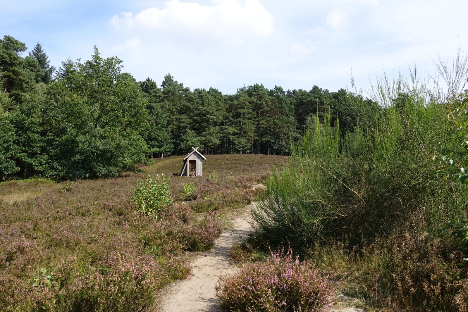 Sony Cyber-shot DSC-RX100 IV sample photo. Heide, forest, path photography