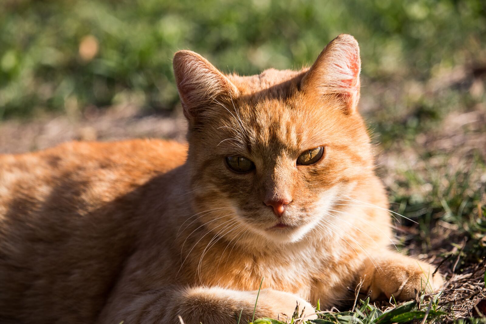 Canon EF-S 55-250mm F4-5.6 IS STM sample photo. Cat, domestic cat, animal photography
