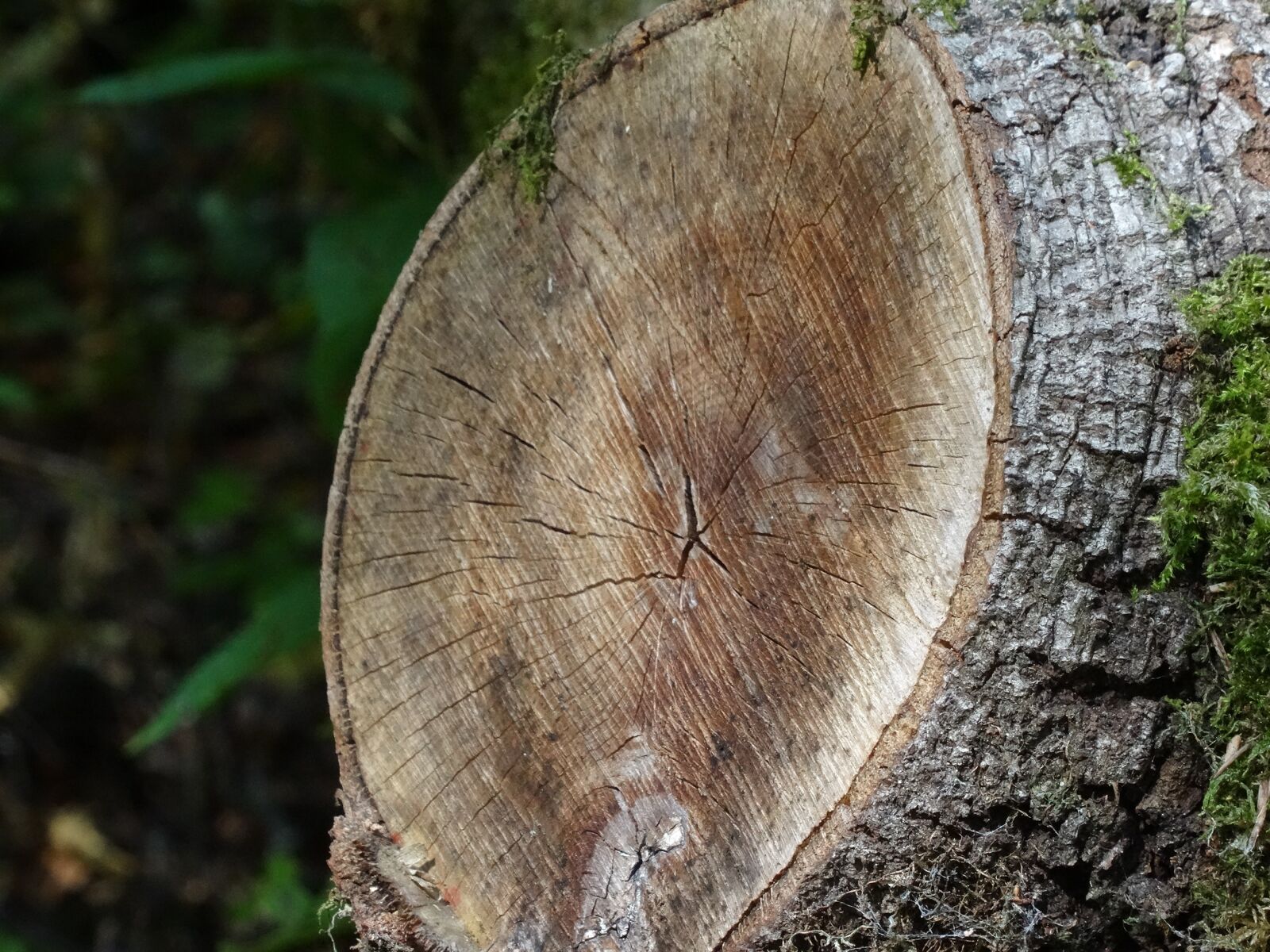 Sony DSC-HX50 sample photo. Tree, like, log photography