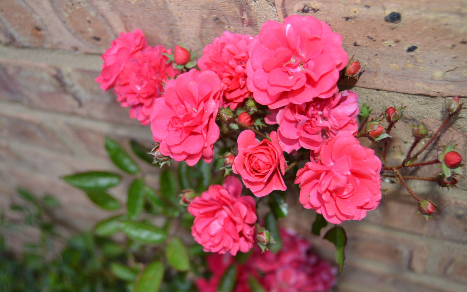 Nikon D3200 sample photo