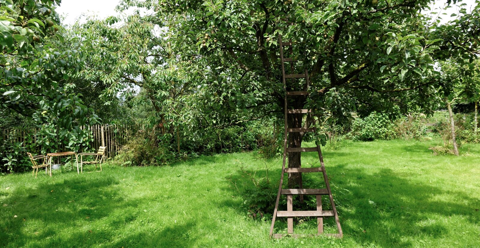 Sony Cyber-shot DSC-RX10 sample photo. Appletree, fruittree, ladder photography