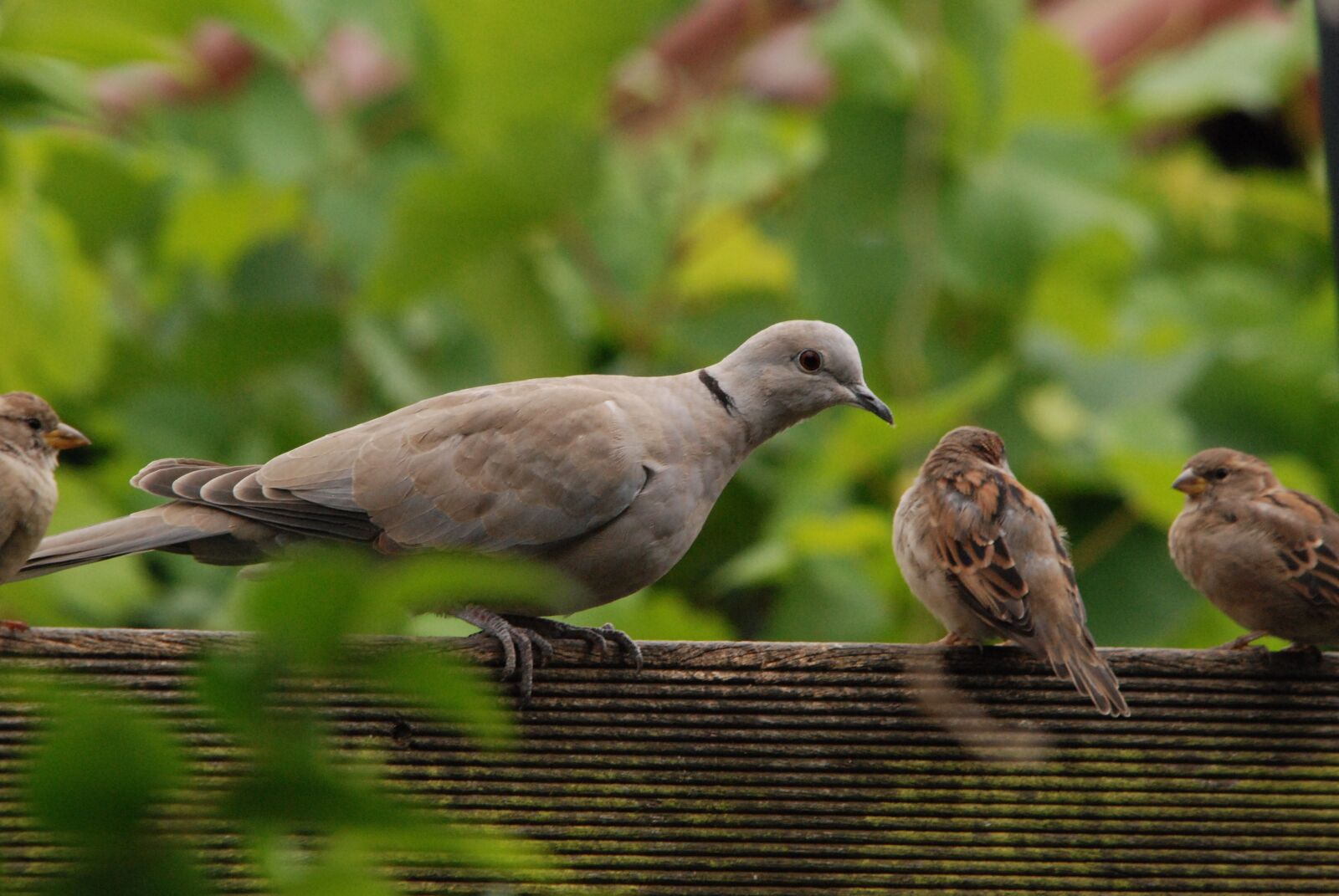 Nikon D80 sample photo. Pigeon, dove, turtle dove photography