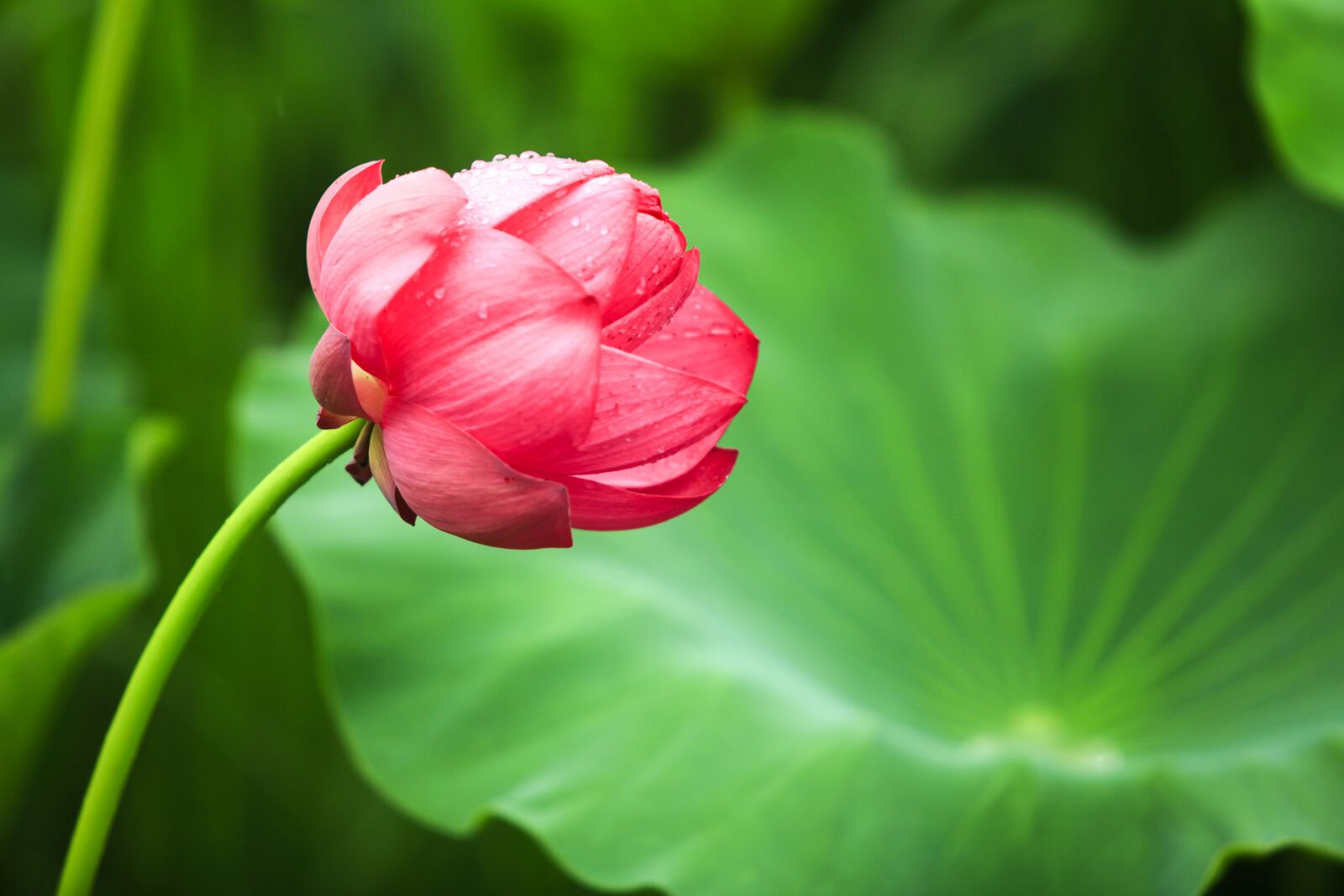 Canon EOS 5D Mark II sample photo. Lotus, kite, flowers photography