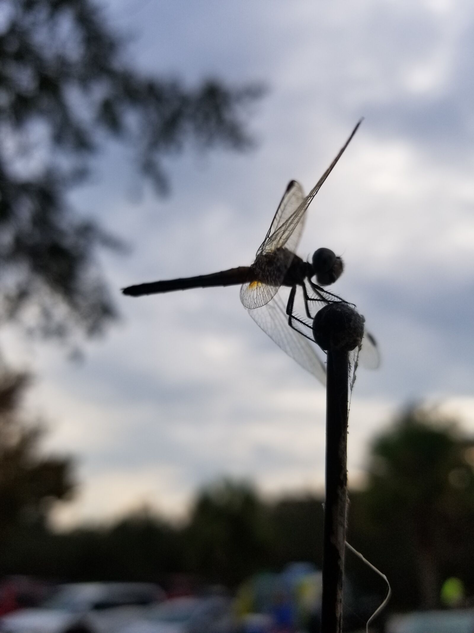 Samsung Galaxy S8 sample photo. Bug, dragonfly, sunset photography