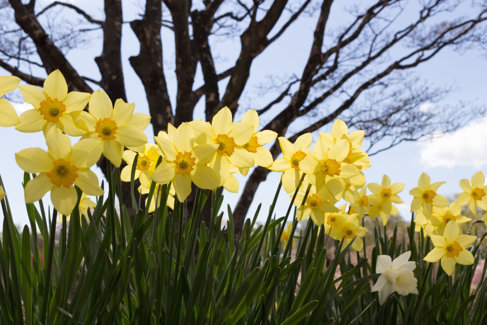 Canon EOS 100D (EOS Rebel SL1 / EOS Kiss X7) sample photo. Flowers, spring, japan photography