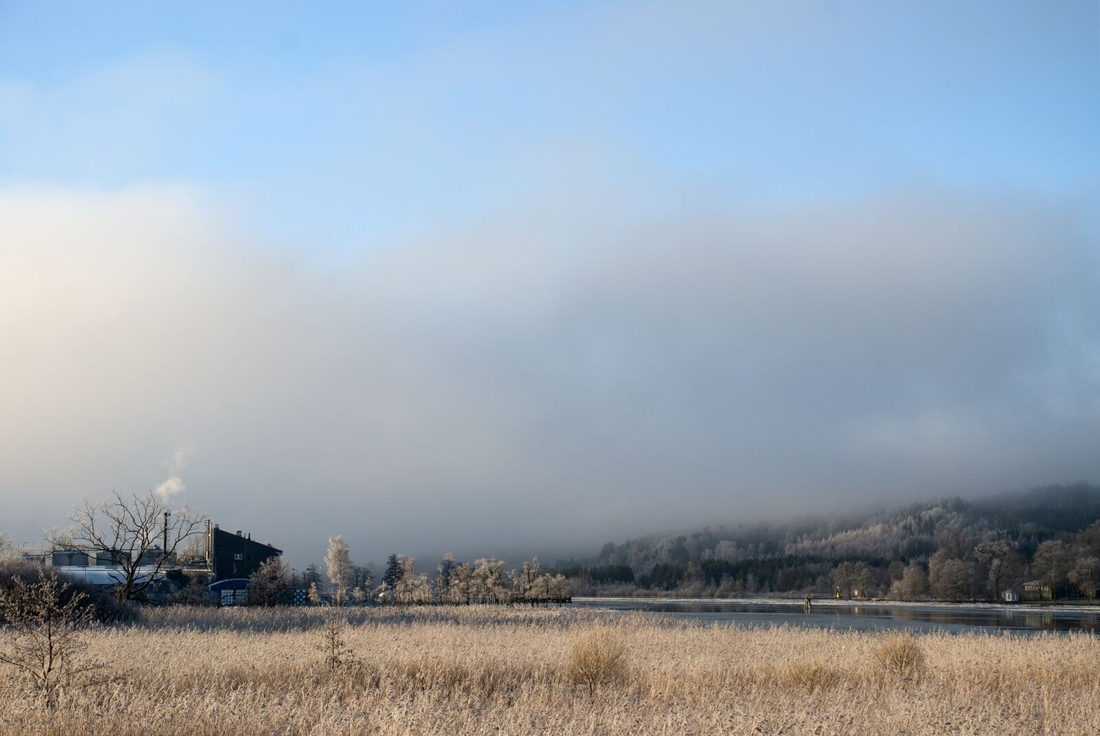 Nikon D80 sample photo. Factory, reed, winter photography
