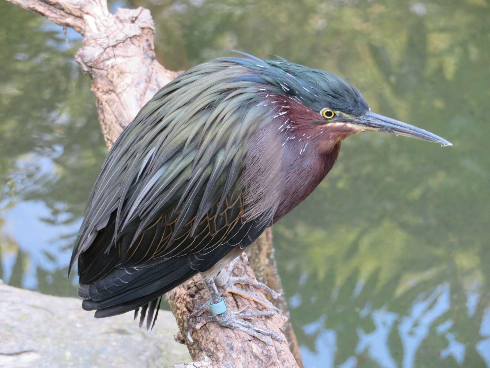 Canon PowerShot SX720 HS sample photo. Green heron, bird, heron photography