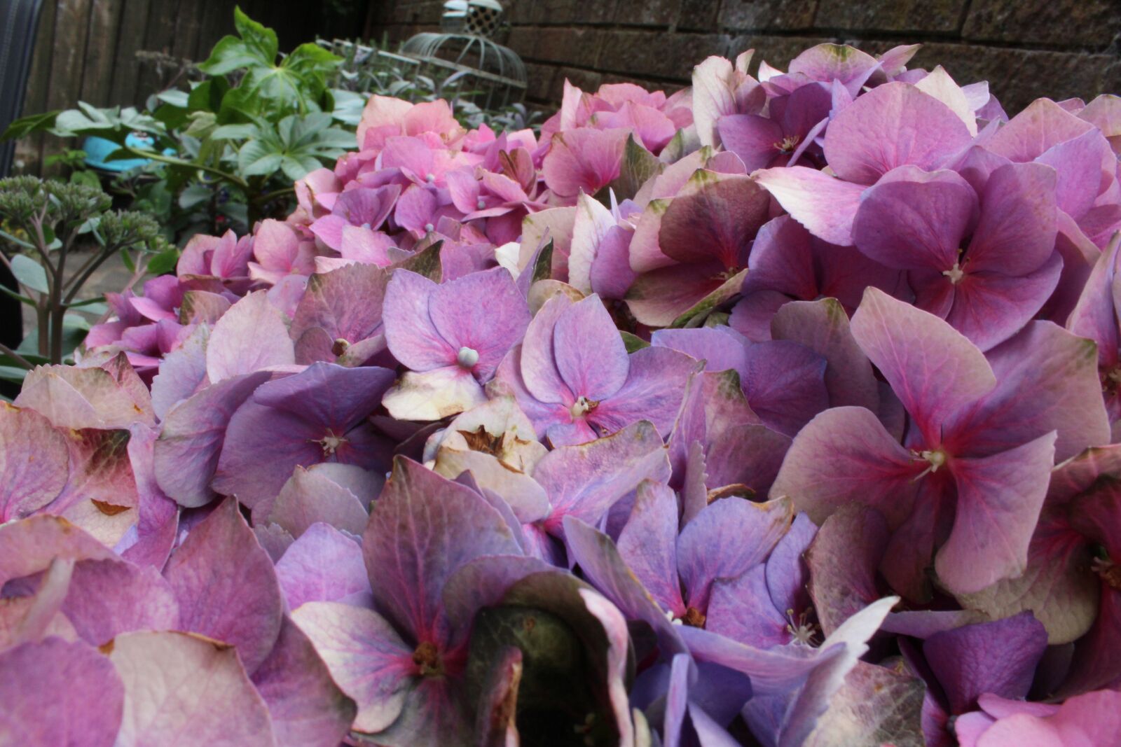 Canon EOS 1300D (EOS Rebel T6 / EOS Kiss X80) sample photo. Flowers, purple, purple flowers photography