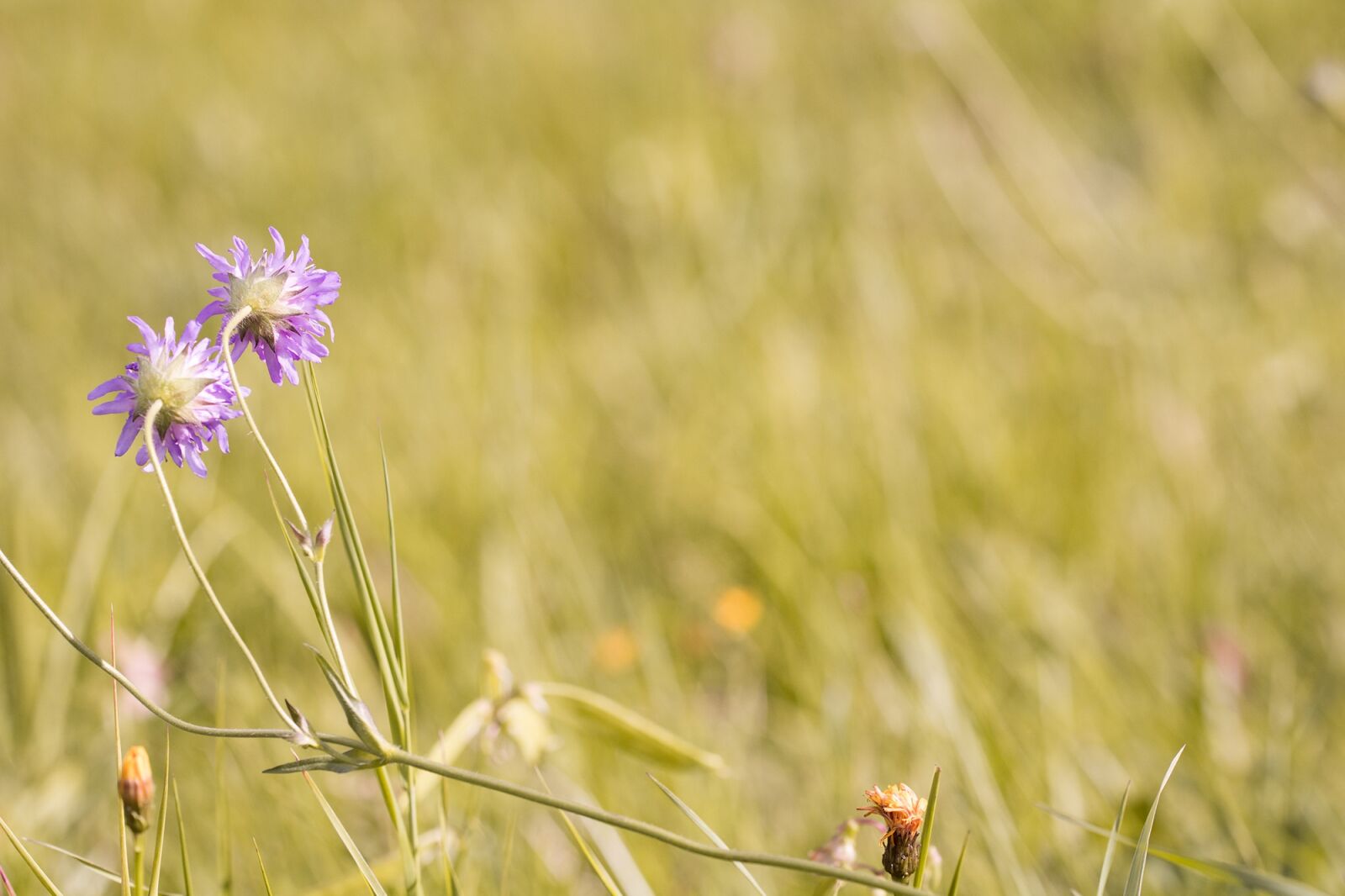Nikon D7100 sample photo. Meadow, wildflowers, deaf-skabiose photography