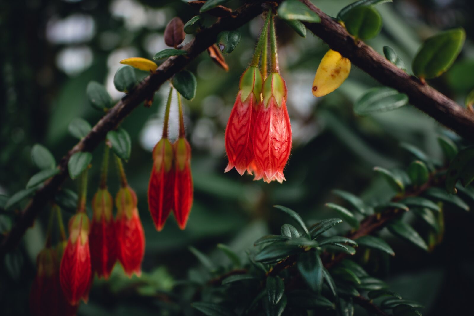 Canon EOS 750D (EOS Rebel T6i / EOS Kiss X8i) sample photo. Hanging, flowers, red photography