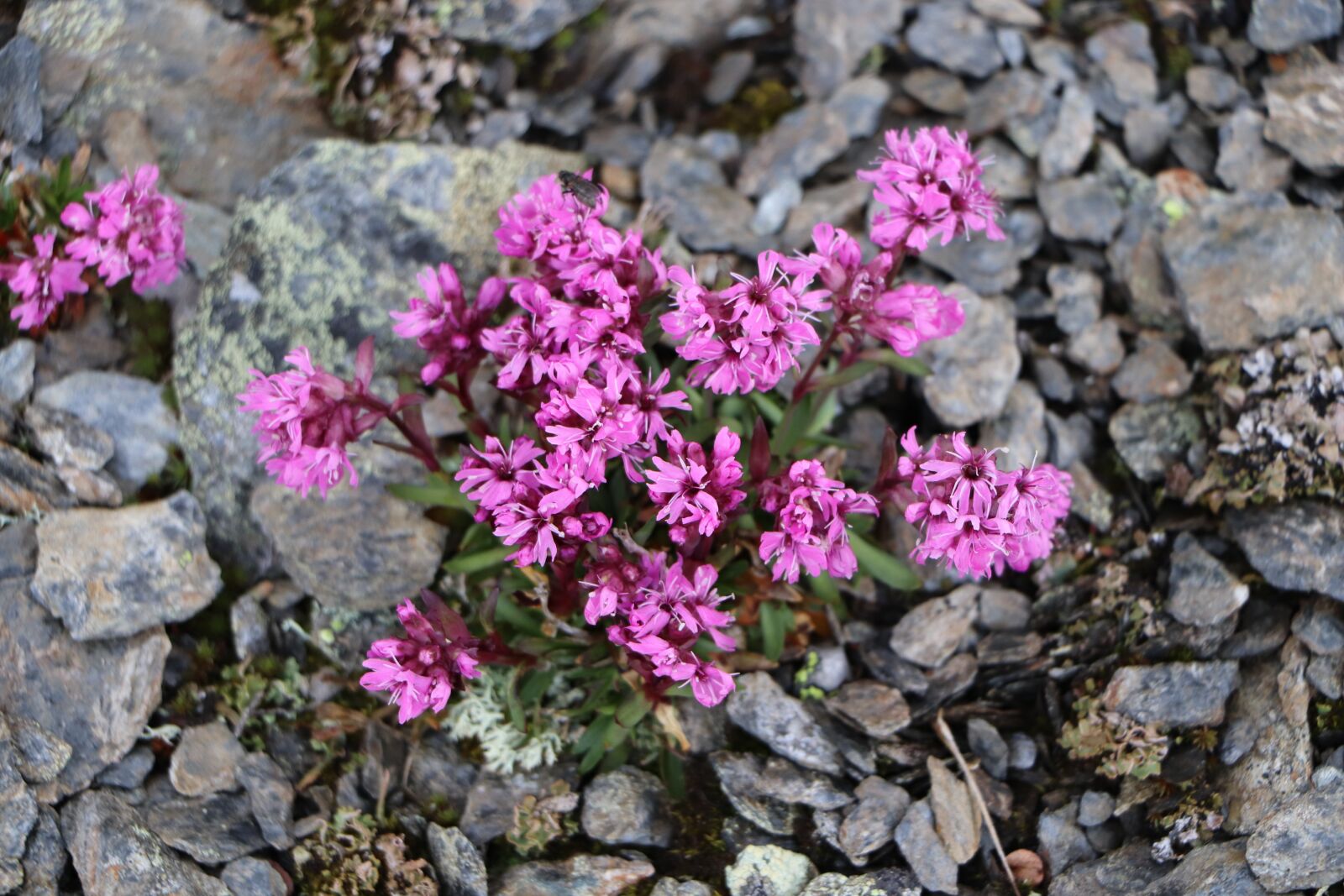 Canon EOS 800D (EOS Rebel T7i / EOS Kiss X9i) sample photo. Plants, norway, nature photography