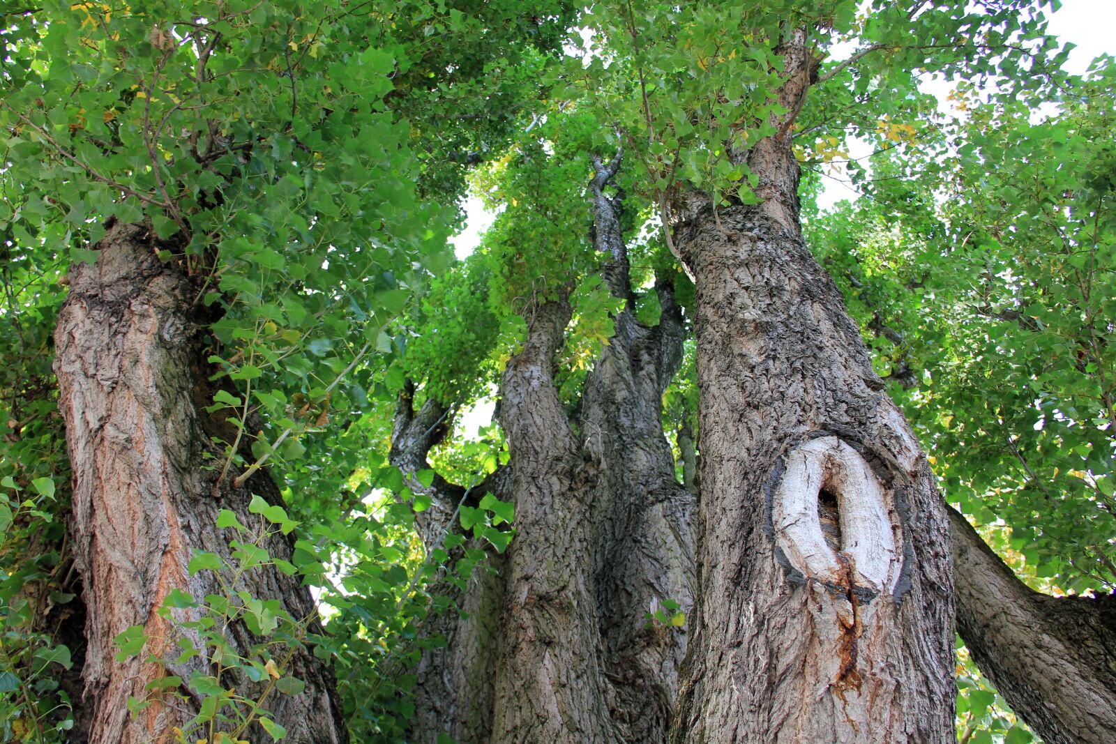 Canon EOS 550D (EOS Rebel T2i / EOS Kiss X4) sample photo. Tree, tribe, log photography