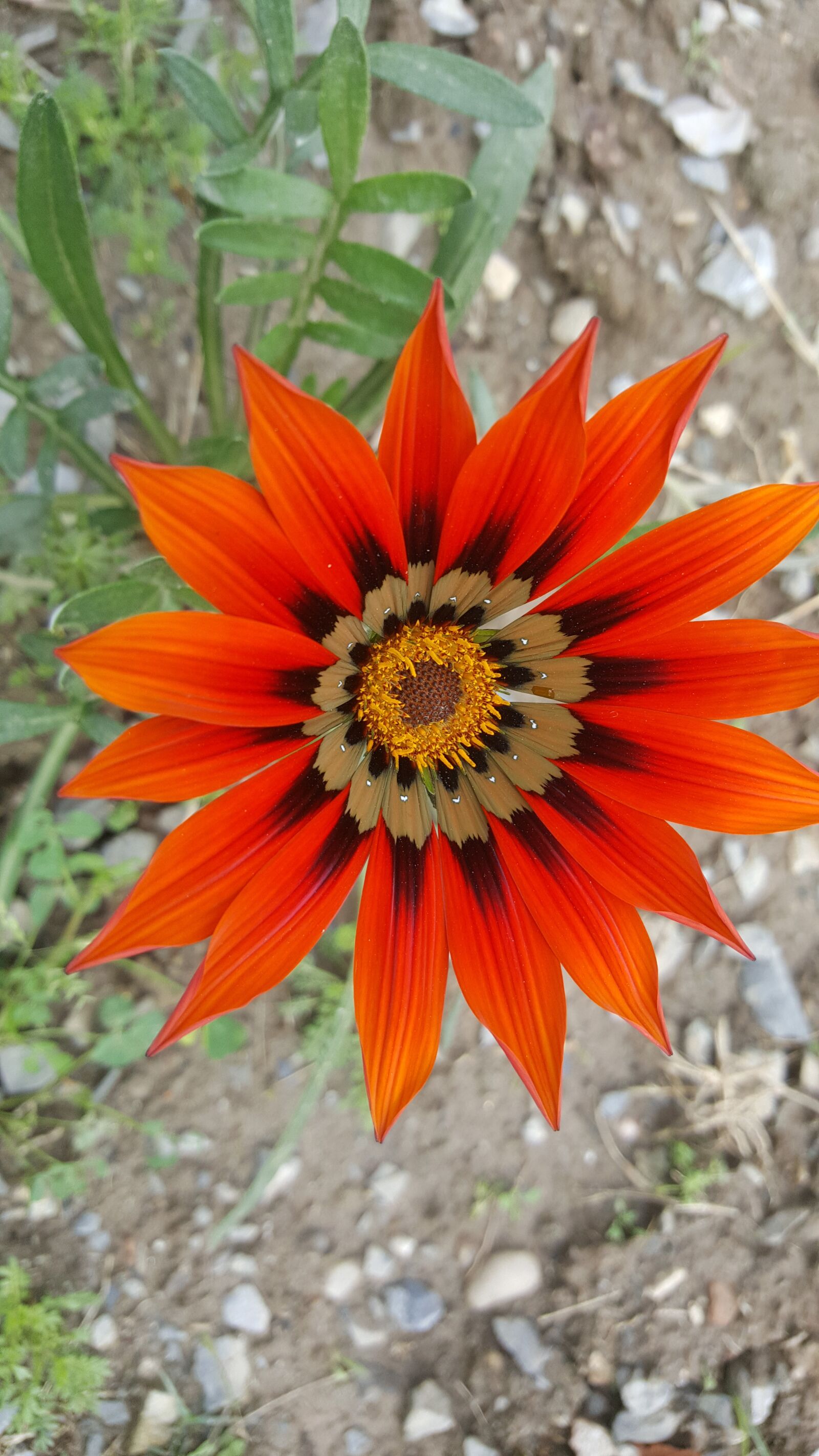 Samsung GALAXY S6 edge sample photo. Flower, pleasant flower, red photography