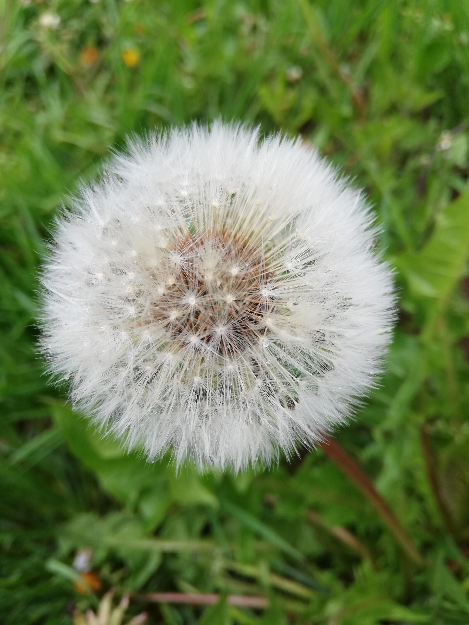 HUAWEI P20 lite sample photo. Dandelion, seeds, white photography