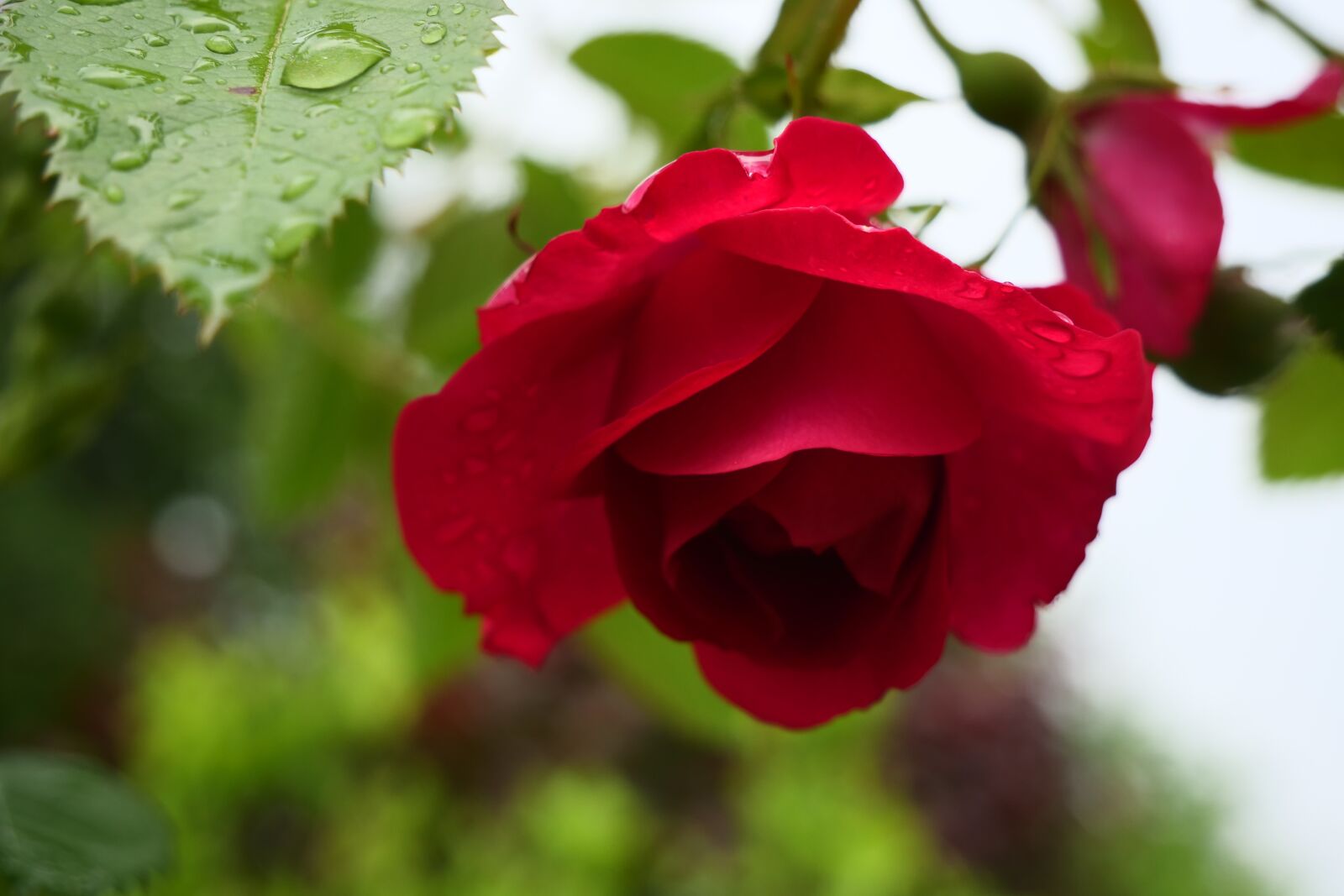 Panasonic Lumix DC-G9 sample photo. Rose, red rose, garden photography