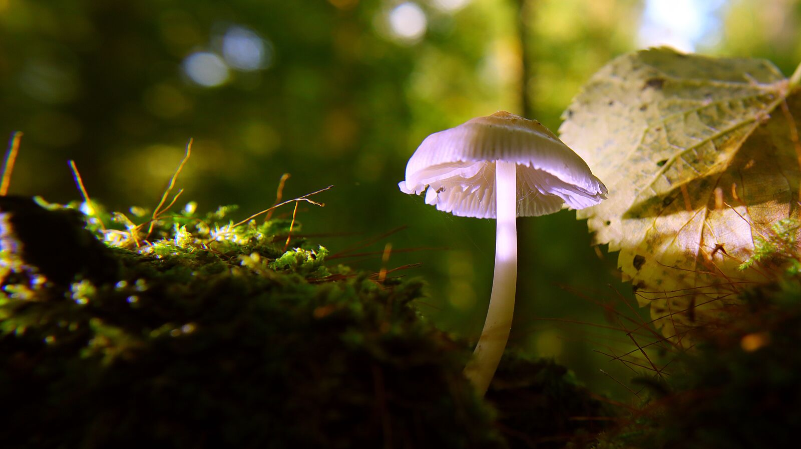 Canon EF-M 15-45mm F3.5-6.3 IS STM sample photo. Mushroom, autumn, forest photography