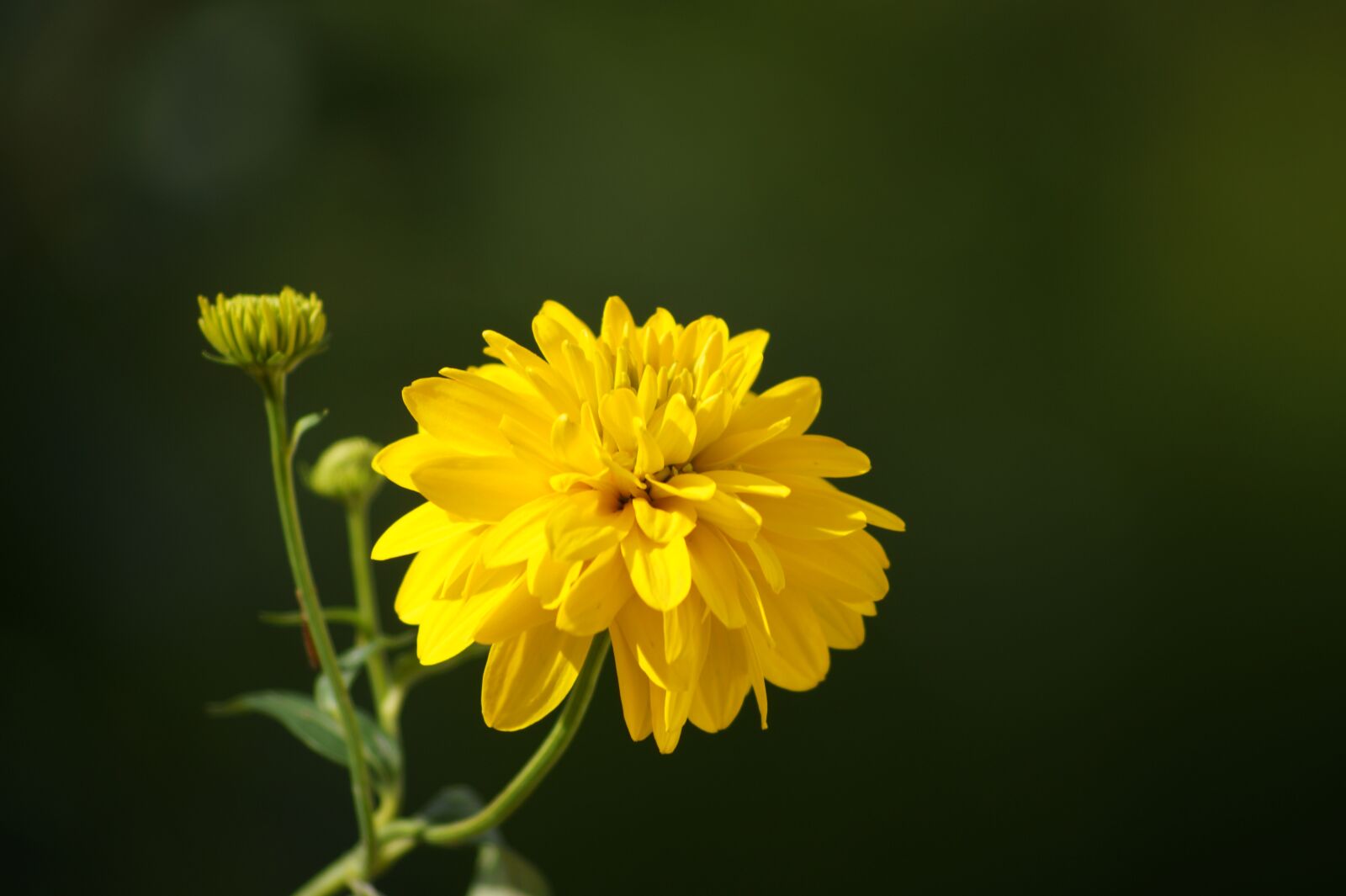 Sony SLT-A58 sample photo. Flower, shining, evening photography