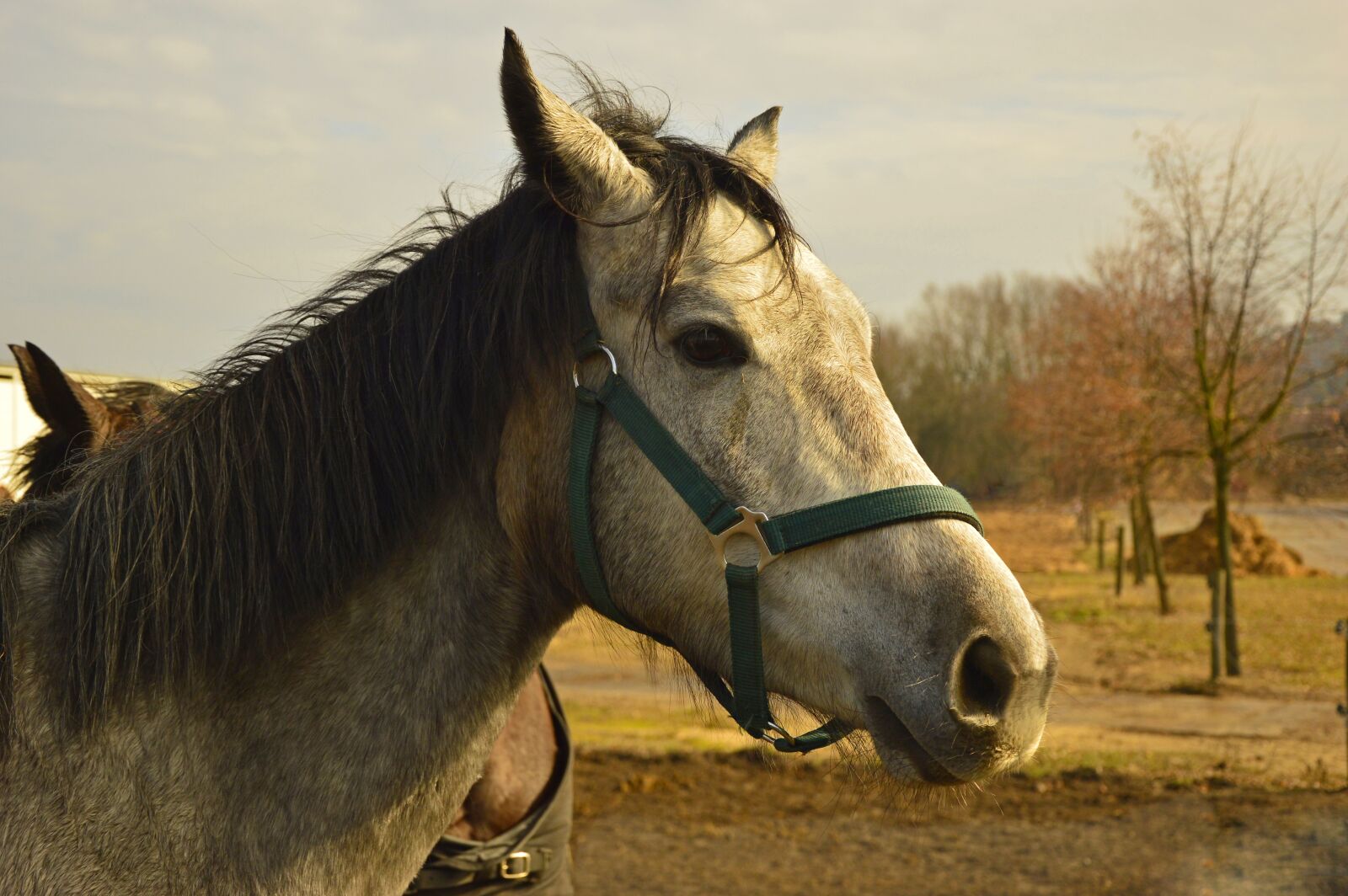 Nikon D3200 sample photo. Horse, animal, horse head photography