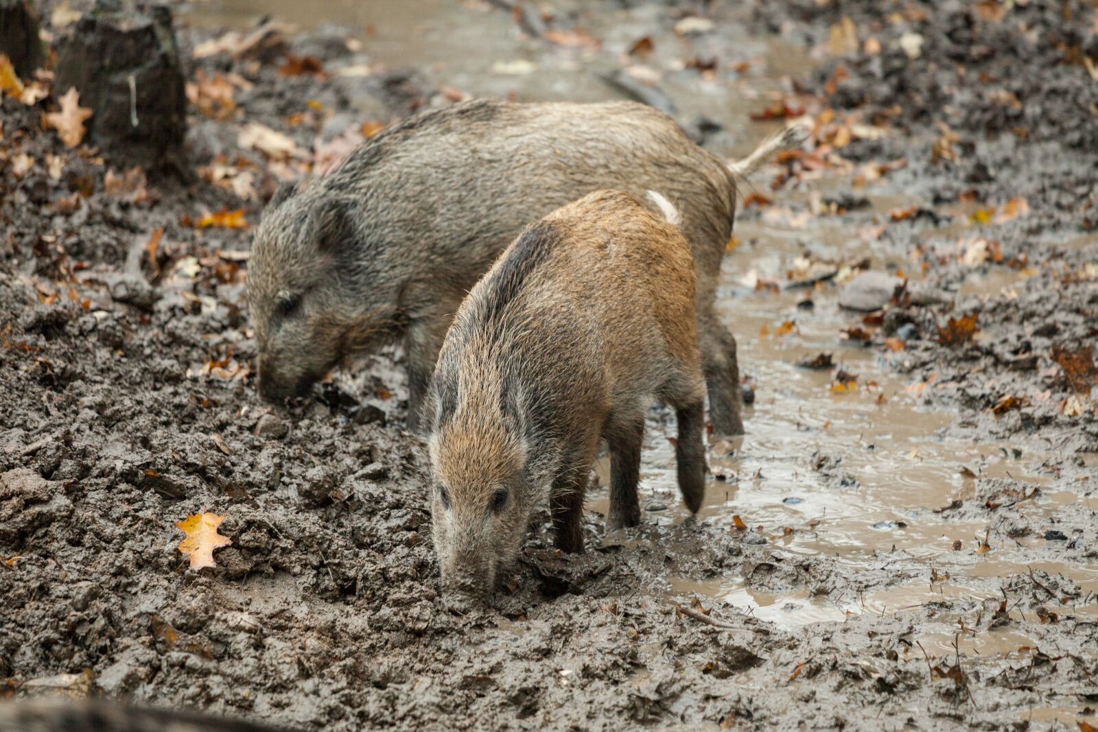 Canon EF 70-200mm F4L IS USM sample photo. Boar, autumn, rooting photography