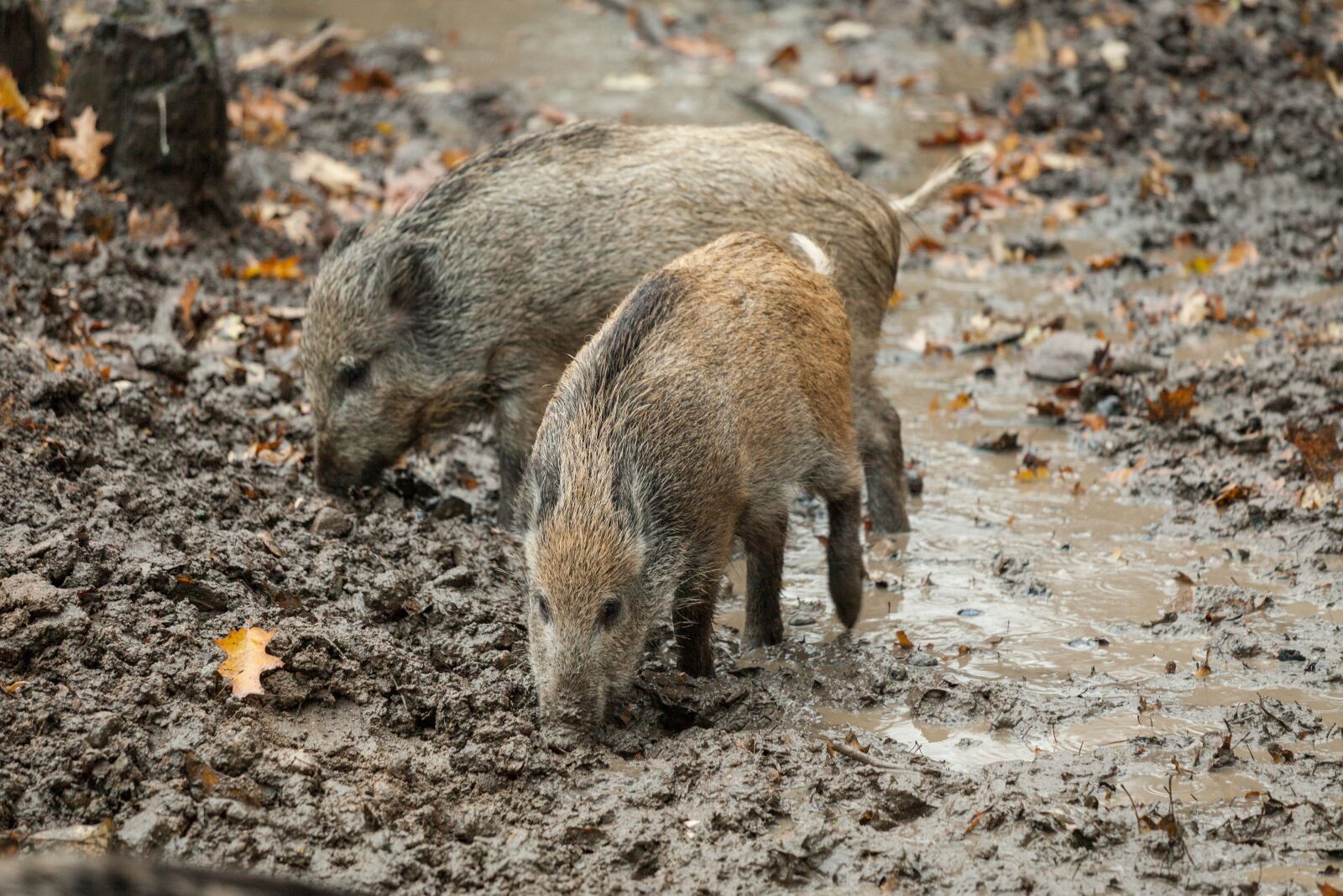 Canon EOS 5D Mark II + Canon EF 70-200mm F4L IS USM sample photo. Boar, autumn, rooting photography