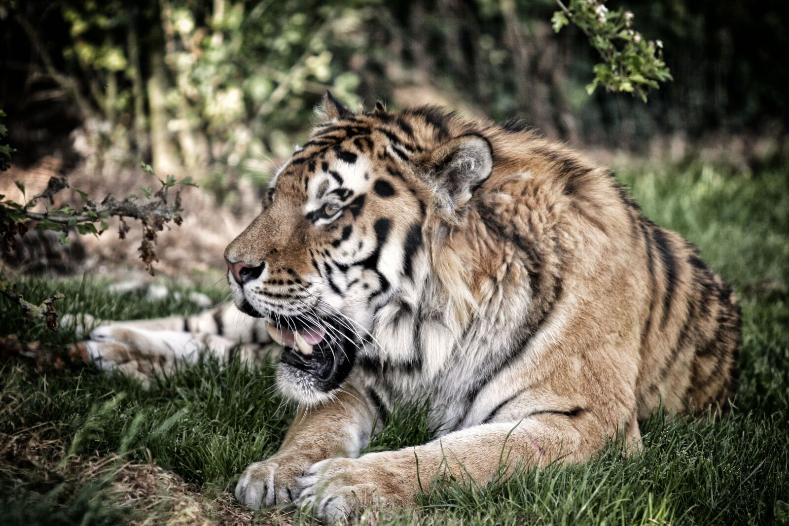 Canon EOS 20D sample photo. Fauna, carnivore, cat photography