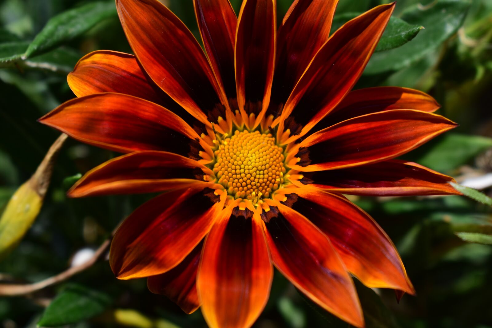 Nikon D3400 sample photo. Nature, flower, plant photography