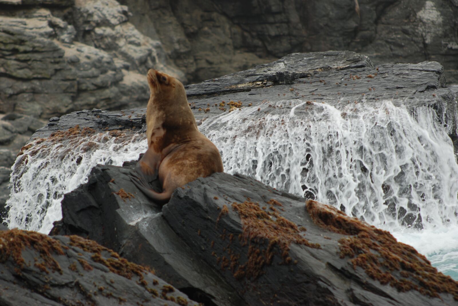 Nikon D80 sample photo. Sea lion, peru, chile photography