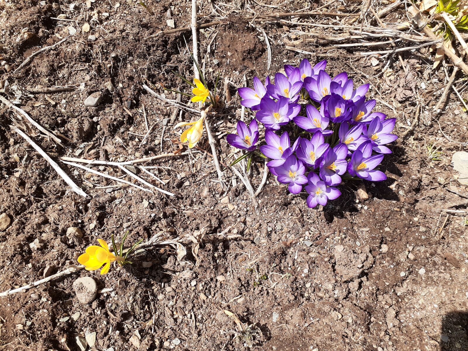 Samsung Galaxy A20 sample photo. Crocuses, spring, flowers photography