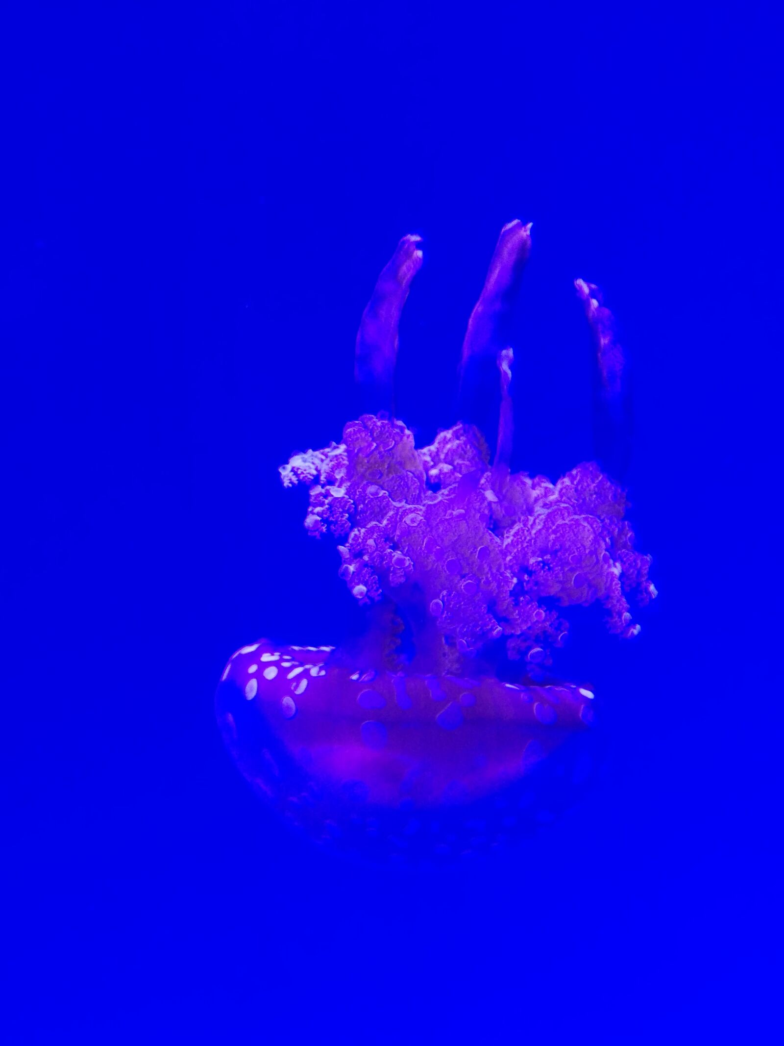 LG Nexus 5 sample photo. Jellyfish, aquarium, medusa photography