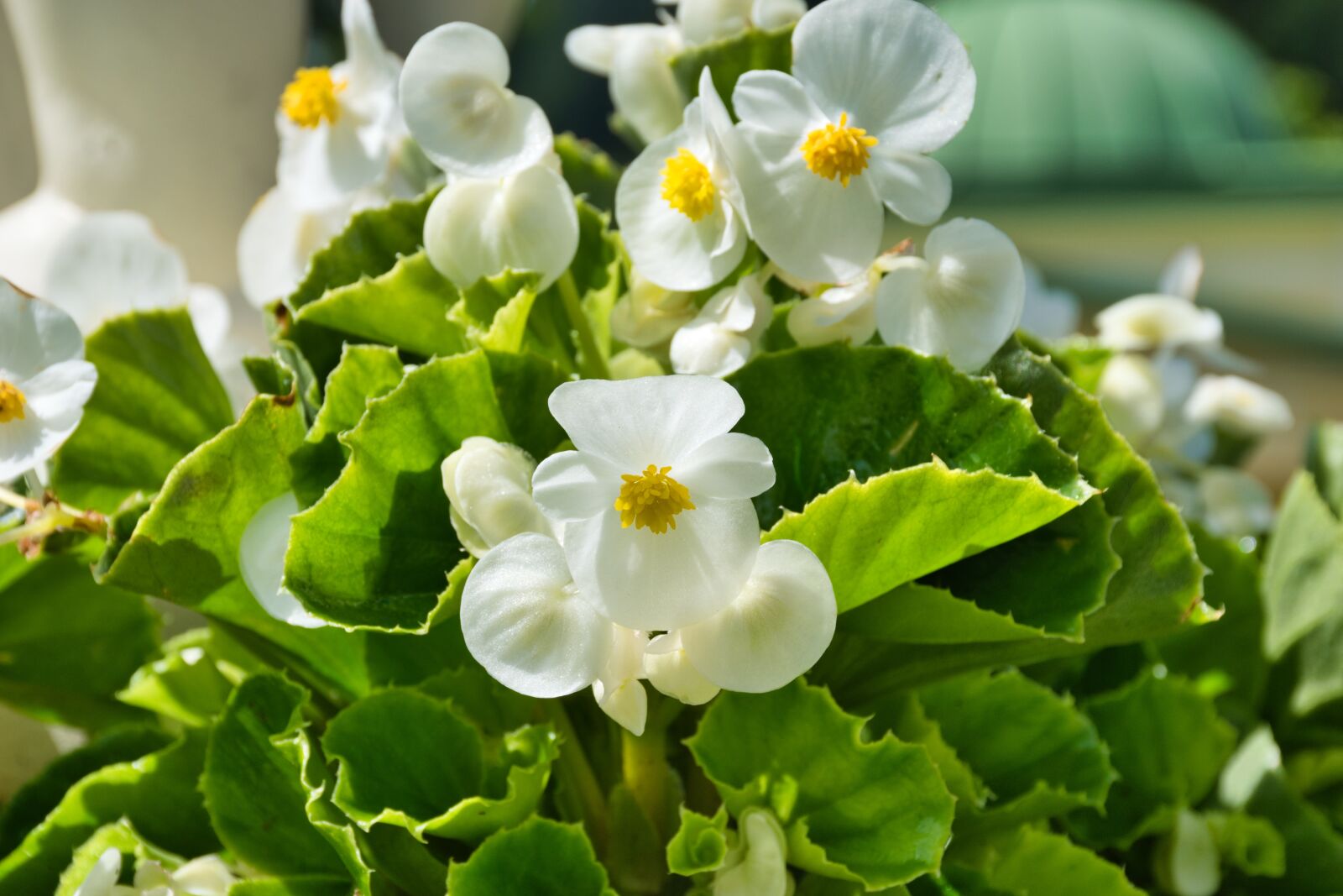 Nikon D5600 sample photo. Beautiful, plant, flower photography