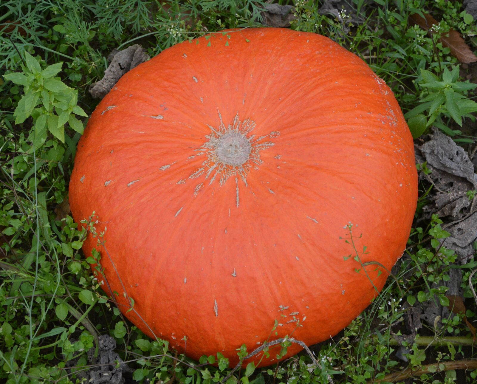Nikon D5200 sample photo. Pumpkin, vegetables, soup photography