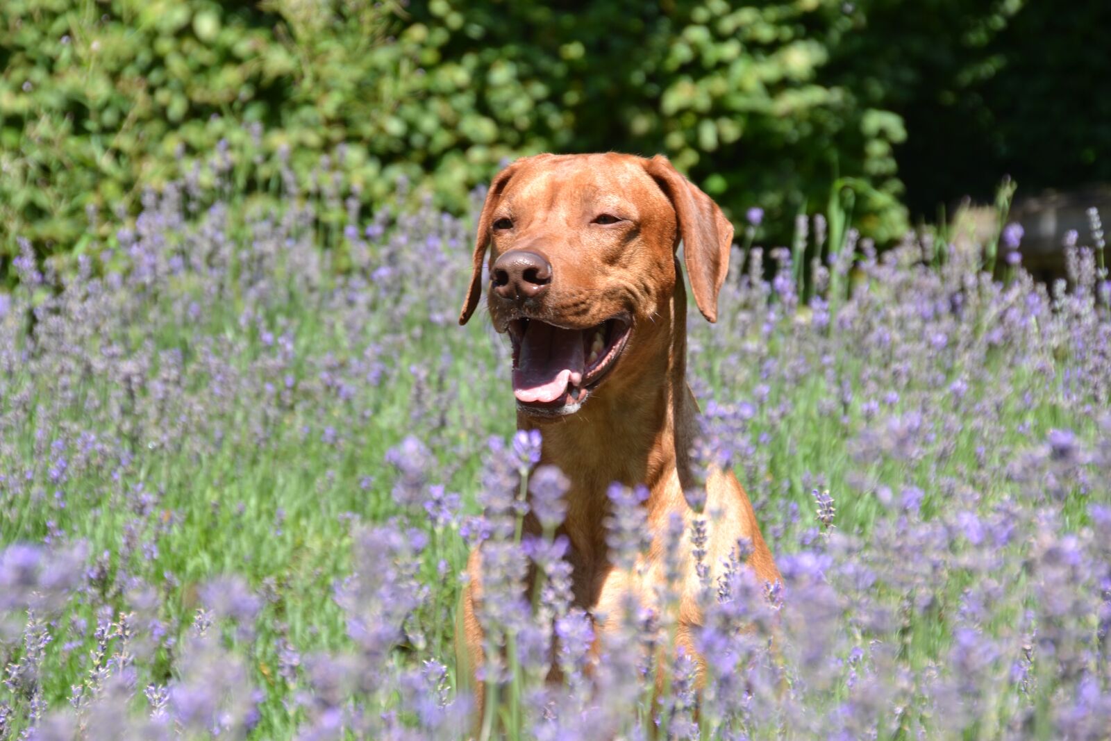 Nikon D3100 sample photo. Dog, guard dog, purebred photography