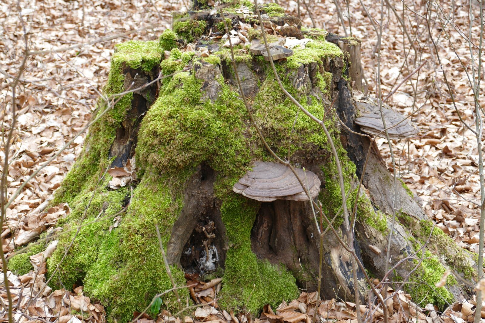 Panasonic Lumix DMC-FZ1000 sample photo. Moss, rots, wood photography