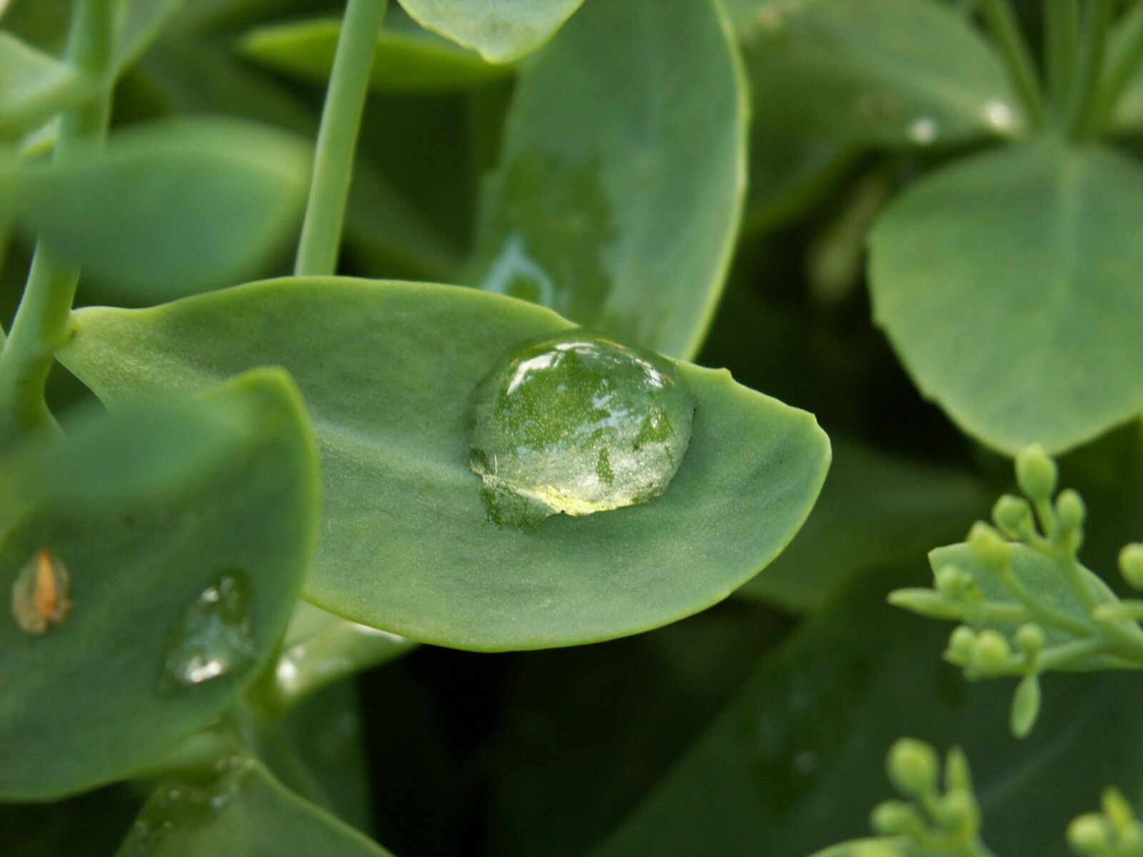 KONICA MINOLTA DiMAGE Z5 sample photo. A drop of, summer photography