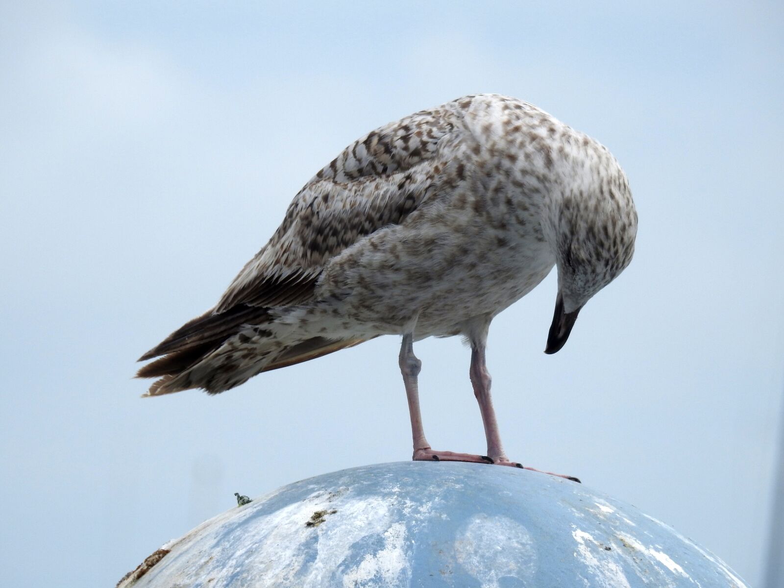 Nikon Coolpix P900 sample photo. Seagull, sea, sea ​​bird photography