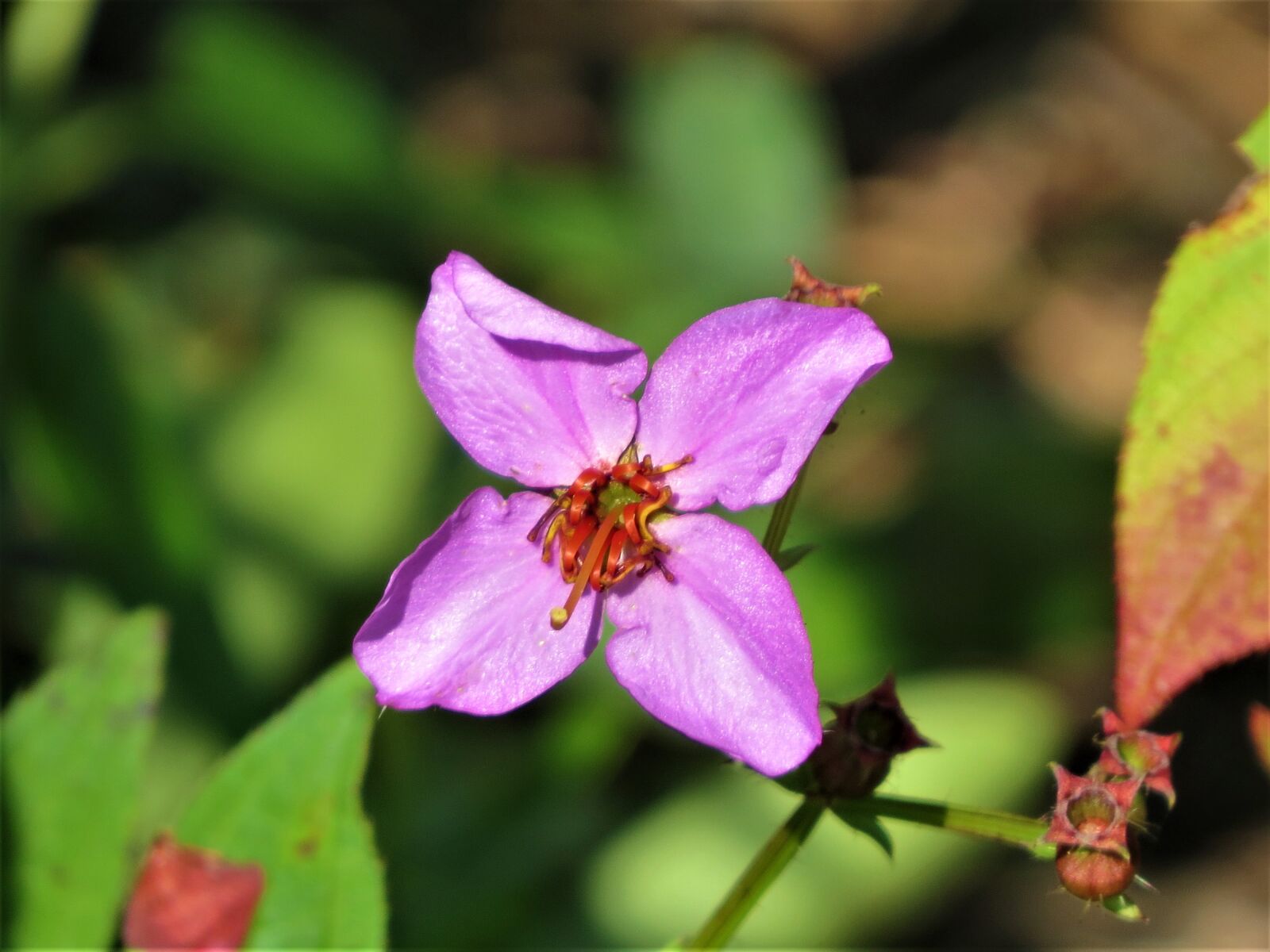Canon PowerShot SX50 HS sample photo. Flower, pink, natural photography