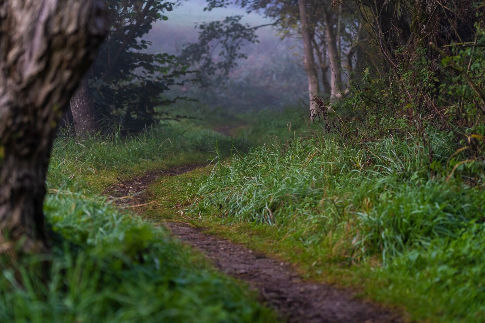Sony a7 III + Sony FE 70-200mm F4 G OSS sample photo. Nature, away, landscape photography