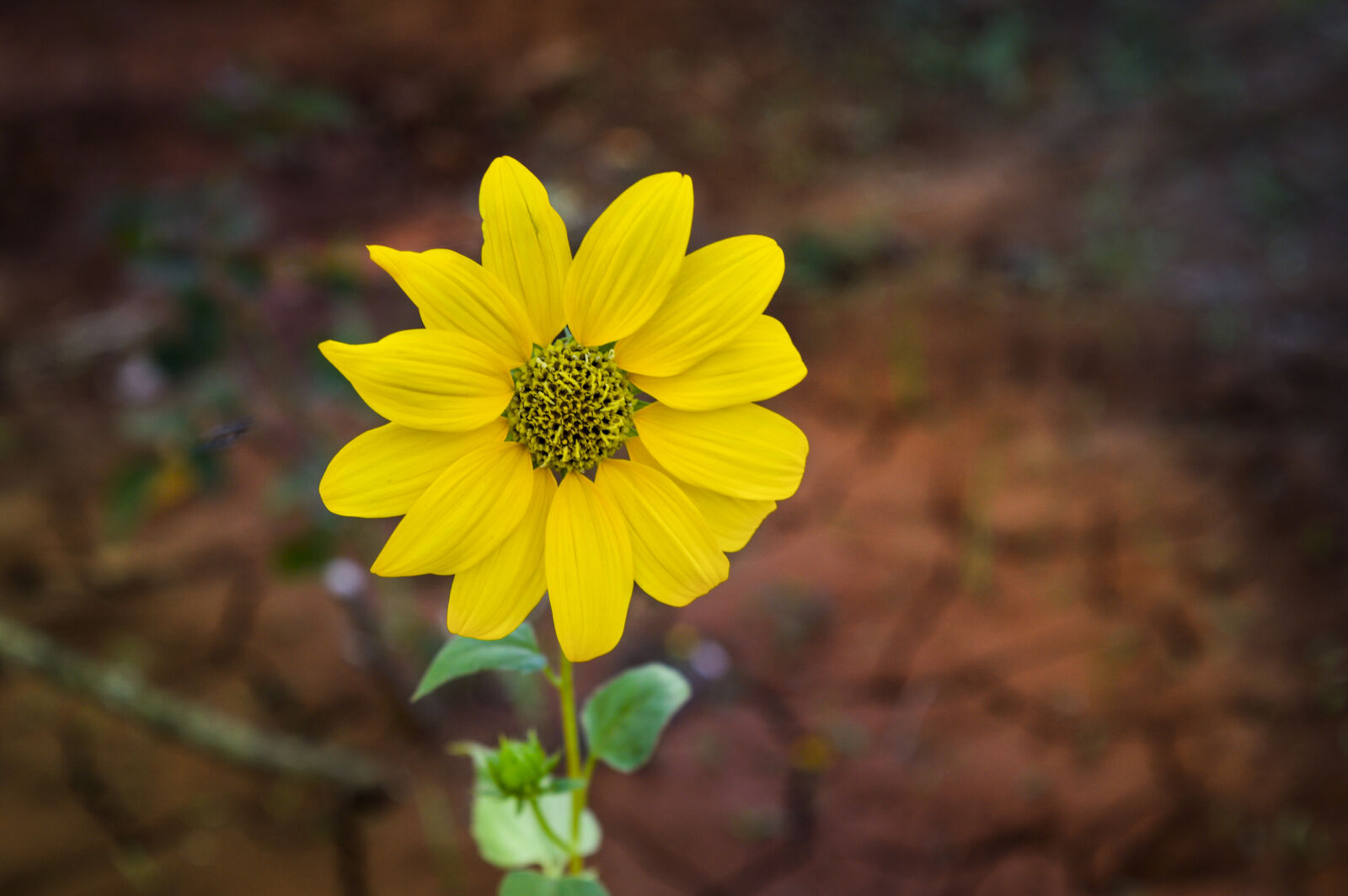 Nikon D3200 sample photo. Flower, sunflower photography