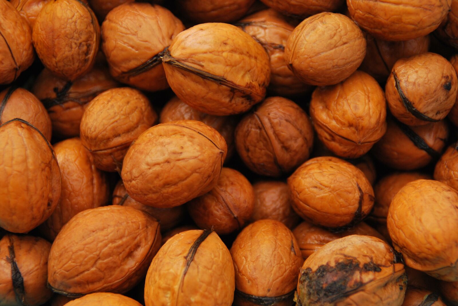 Nikon D60 sample photo. Walnut, shell, delicious photography