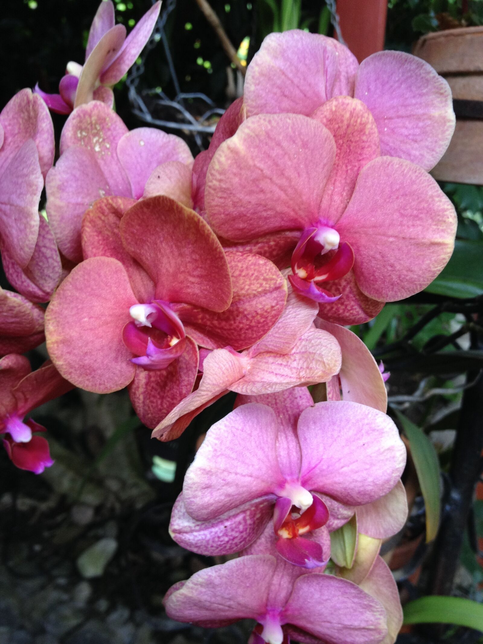 iPhone 4S back camera 4.28mm f/2.4 sample photo. Orchid, flower, national photography