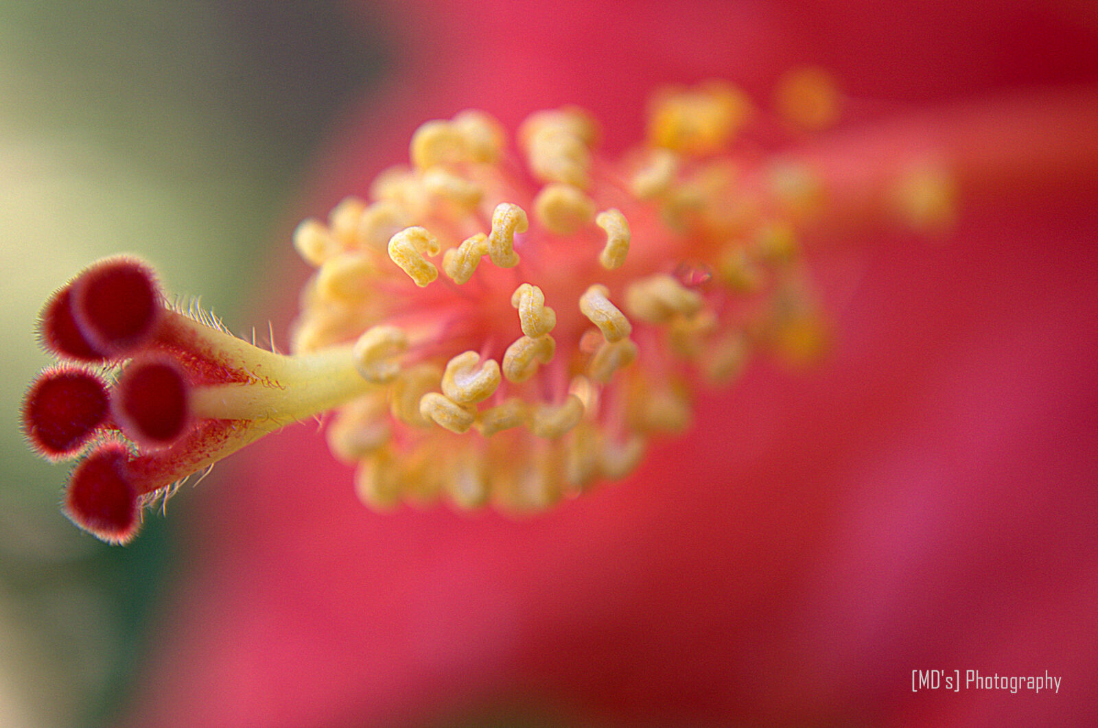 Nikon D5100 sample photo