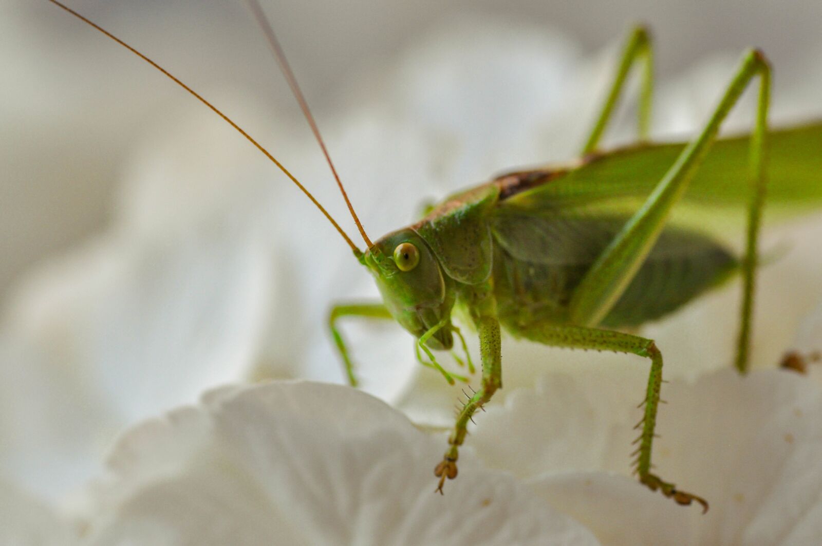 Tamron SP 90mm F2.8 Di VC USD 1:1 Macro sample photo. Grasshopper, insecta, green photography