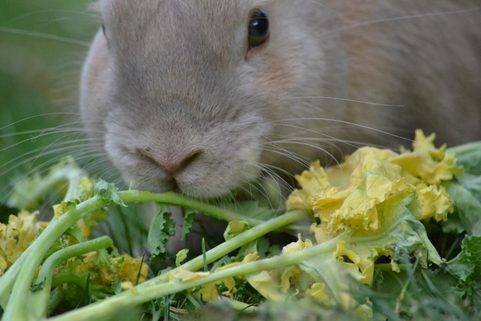 Nikon D3100 sample photo. Rabbit, healthy eating, healthy photography