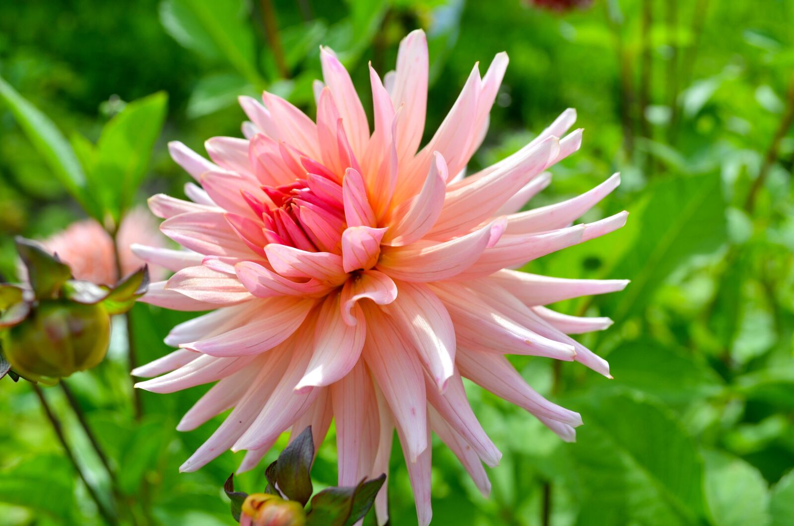 Nikon D5100 sample photo. Nature, plant, flower photography