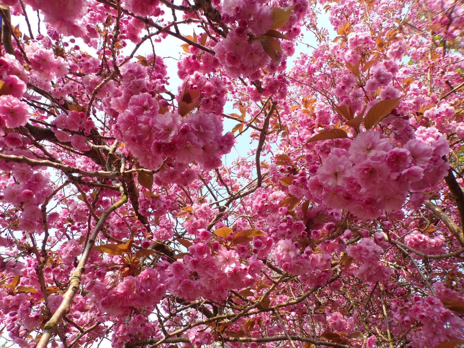 JK KODAK PIXPRO AZ421 sample photo. Pink, cherry, blossom photography