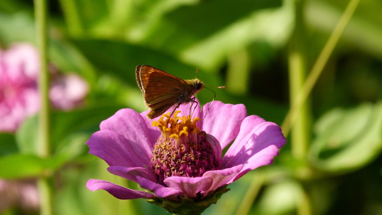 Panasonic Lumix DMC-FZ100 sample photo. Flower, butterfly, nature photography