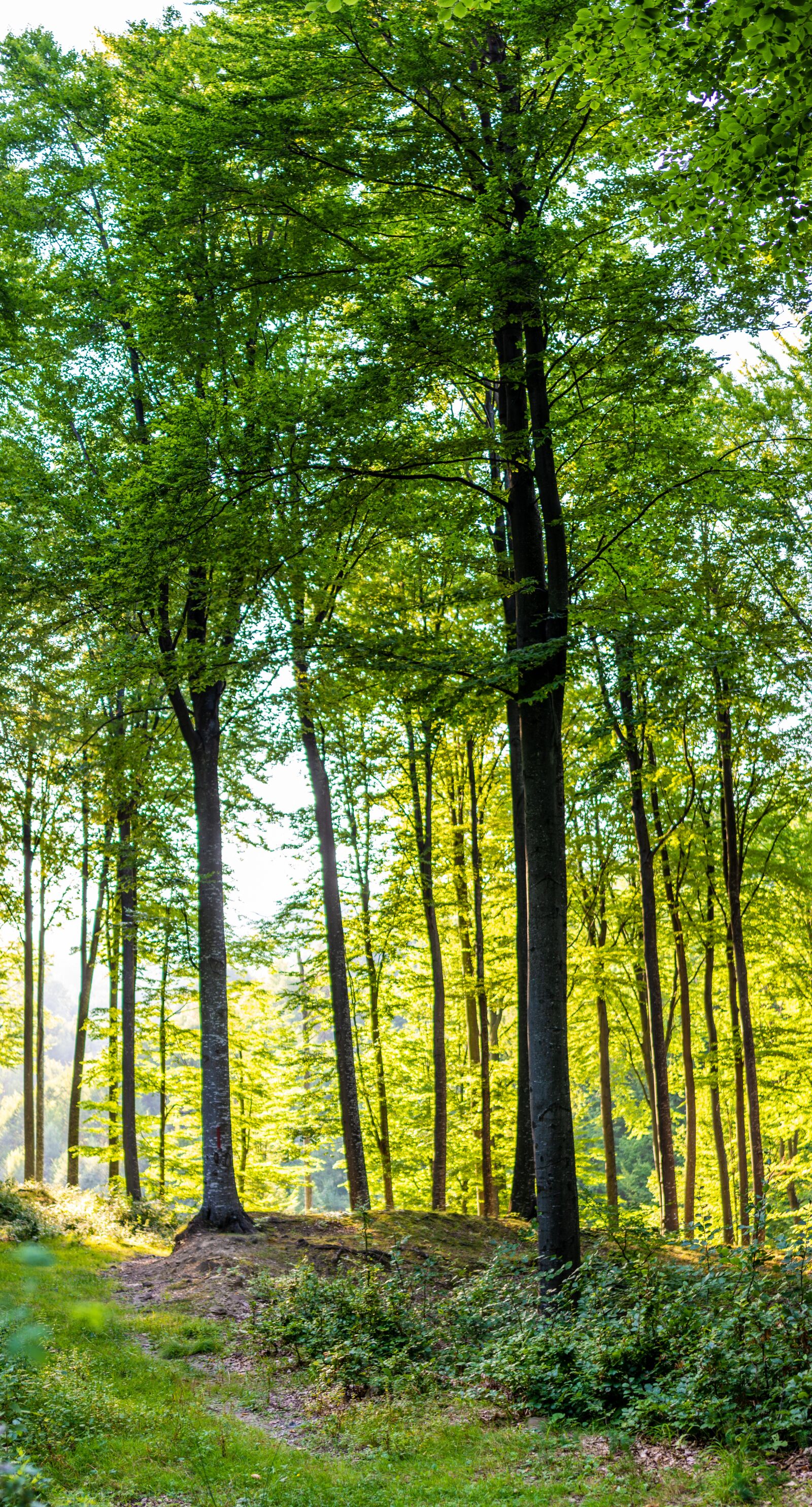 Nikon D7100 sample photo. Forest, tree, nature photography