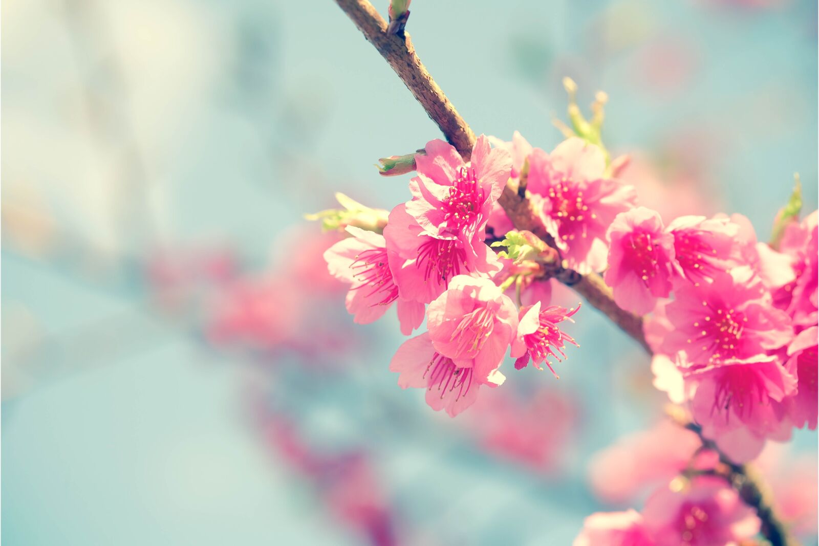 Fujifilm X-A1 sample photo. Sakura, cherry blossom, flower photography