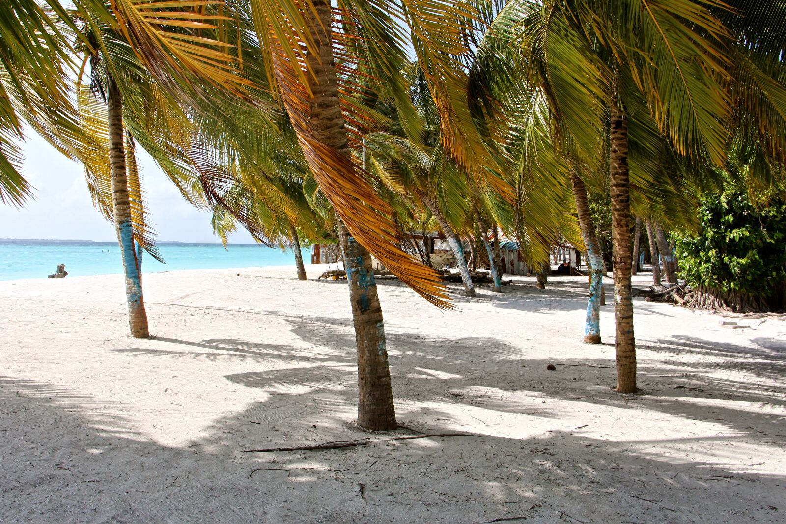 Canon EOS 700D (EOS Rebel T5i / EOS Kiss X7i) sample photo. Palm trees, colorful, beach photography